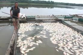 Khẩn trương tìm nguyên nhân cá nuôi lồng bè bị chết