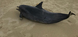 Quảng Ngãi: Phát hiện một cá voi chết dạt vào bờ biển