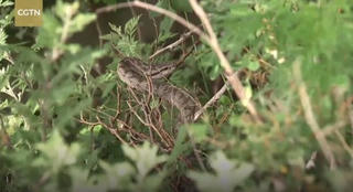 [VIDEO] Hòn đảo của 20.000 con rắn độc pit viper