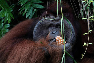 Tương lai của đười ươi rừng Borneo khi Indonesia di dời thủ đô