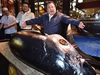 Cá ngừ khổng lồ có giá hàng triệu USD trong phiên đấu giá đầu năm