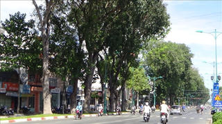 Lấy ý kiến người dân việc chặt 101 cây xà cừ