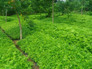 Nhiều ưu đãi cho người nuôi trồng, khai thác dược liệu