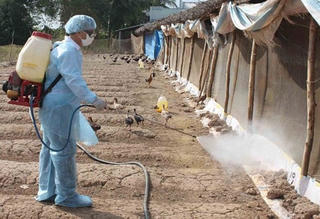 Triển khai tháng vệ sinh, tiêu độc, khử trùng phòng dịch bệnh