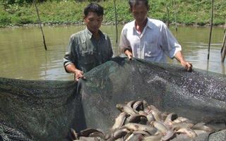 Nuôi cá trong ruộng trũng