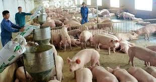 Dự báo giá lợn hơi sẽ tăng