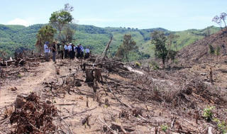 Xử lý nghiêm chủ mưu phá rừng tại huyện An Lão