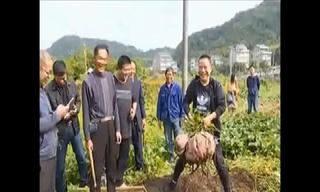 Củ khoai lang khổng lồ nặng 41 kg