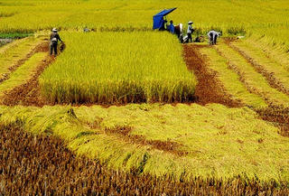 Ưu đãi thuế, đất đai: Hút doanh nghiệp đầu tư vào nông nghiệp