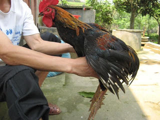 Thoát nghèo từ gà chín cựa