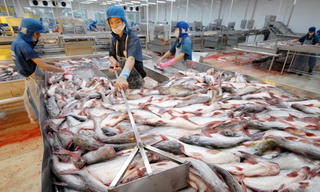Đồng bằng sông Cửu Long: Xuất khẩu cá tra tăng