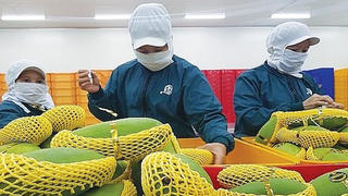 Đẩy mạnh xuất khẩu chính ngạch