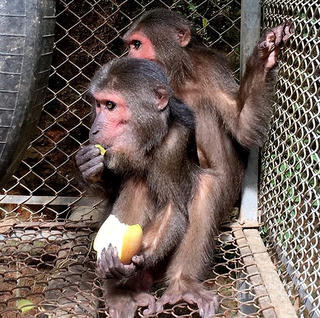 Thả 2 cá thể khỉ mặt đỏ về tự nhiên