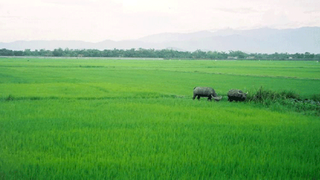 Chuyển hơn 46 ha đất trồng lúa tại Thanh Hóa sang đất phi nông nghiệp