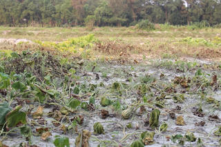 Sống lay lắt bên dự án - Bài 1: Dân khổ, chủ đầu tư vẫn quyết làm