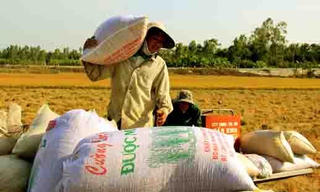 Đồng bằng sông Cửu Long: Nóng, lạnh thị trường lúa gạo