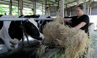 Vinamilk 'hiến kế' giúp nông dân hội nhập TPP