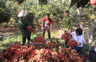 Giải bài toán nông sản ùn ứ