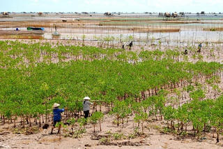 Quy hoạch trồng rừng phòng hộ ven biển