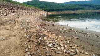 Cá chết bốc mùi hôi thối ở hồ thuộc tỉnh Quảng Nam