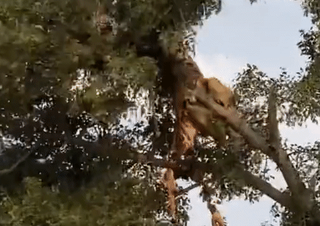 [VIDEO] Sư tử leo cây, giật mồi của báo hoa mai