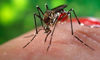 Phát hiện muỗi mang virus Zika tại Việt Nam