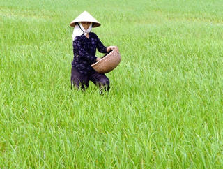 Yêu cầu không dùng xi măng bón cho lúa