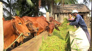 Tăng thu nhập từ chăn nuôi bò