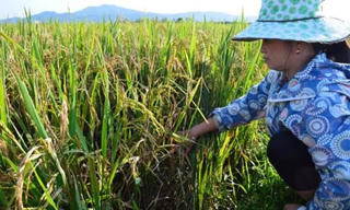 Quảng Bình: Hơn 1000 ha lúa bị bệnh đạo ôn