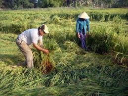 Mưa trái mùa làm nông dân điêu đứng