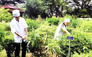 Vực dậy nền y học cổ truyền