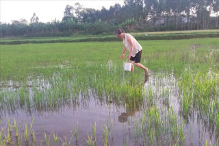 Quảng Bình: Ốc bươu vàng phá hoại lúa hè thu