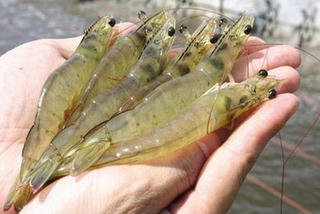 Cách chọn mua hải sản tươi ngon