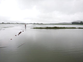 Hơn 10.000 ha lúa, hoa màu của người dân Hà Tĩnh bị ngập lụt