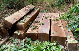 Quảng Nam: Bị truy đuổi đối tượng bỏ lại gỗ lậu chạy trốn lên rừng