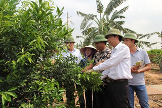 Đông Triều, Quảng Ninh:  Huyện nông thôn mới đầu tiên của miền Bắc