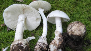 Phòng ngộ độc nấm