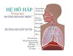 Phòng chống hội chứng viêm đường hô hấp