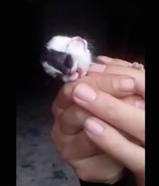 Mèo đột biến có hai mặt khác màu