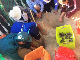 Hàng trăm rùa con được thả về môi trường biển