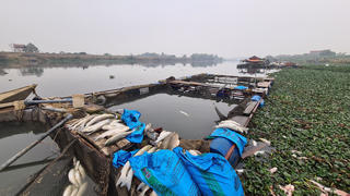 Hàng chục tấn cá lồng chết ở sông Cầu, Phòng Nông nghiệp, Chi cục Bảo vệ Môi trường nói gì?