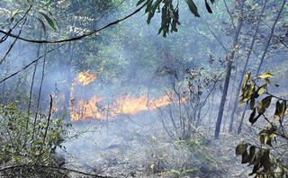 Dập tắt vụ cháy rừng tại thành phố Hạ Long