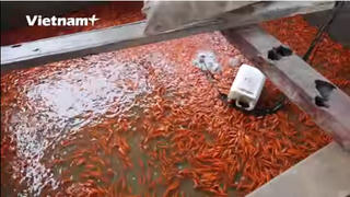 [VIDEO] Rộn ràng thu hoạch cá chép phục vụ ngày ông Công, ông Táo