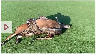 Trăn đá châu Phi siết cổ linh dương giữa sân golf