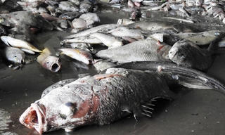 Nhà khoa học: Môi trường biển có cơ chế tự làm sạch