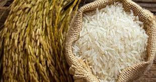 Giá lúa gạo tăng nhẹ