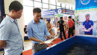 Quay lại thị trường nội