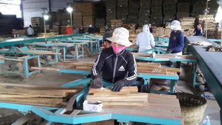 Thêm một cơ hội hợp tác kinh doanh gỗ