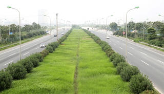 Sau lệnh ‘dừng cắt tỉa’, Đại lộ Thăng Long um tùm cỏ dại