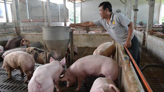 Hưng Yên: Giá lợn hơi tăng, nông dân có lãi